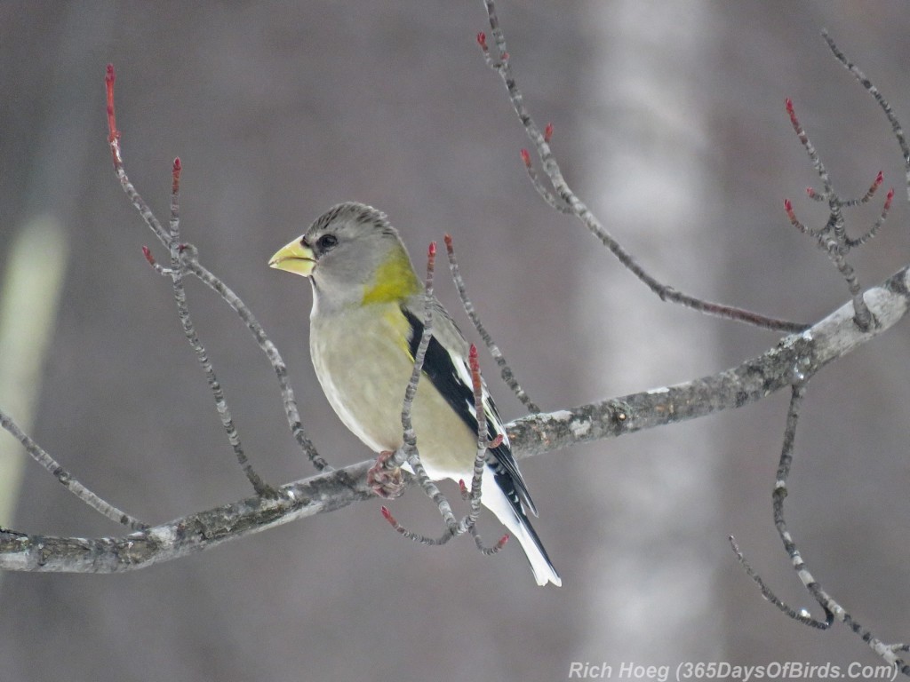 Y3-M02-Sax-Zim-Bog-Evening-Grosbeak-Female