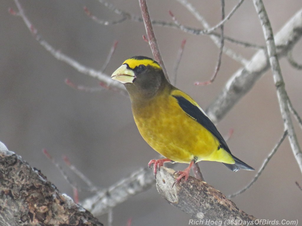 Y3-M02-Sax-Zim-Bog-Evening-Grosbeak-Male-3