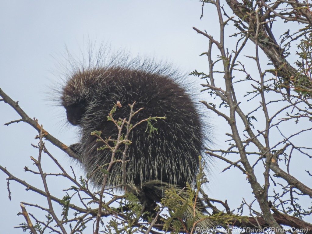 Y3-M02-Sax-Zim-Bog-Porcupine