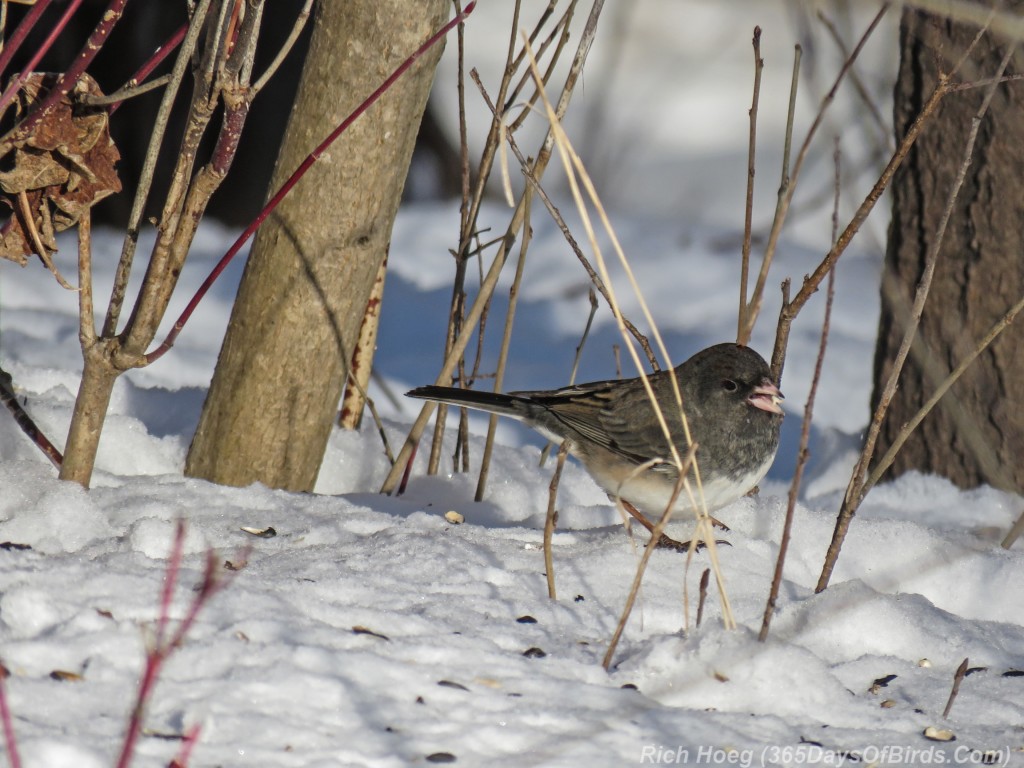 Y3-M02-Slate-Colored-Junco