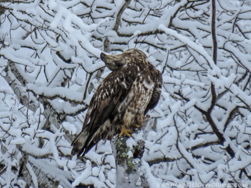 Bald-Eagle-Post-Storm-06-Preening