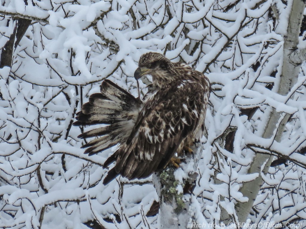 Bald-Eagle-Post-Storm-07-Preening