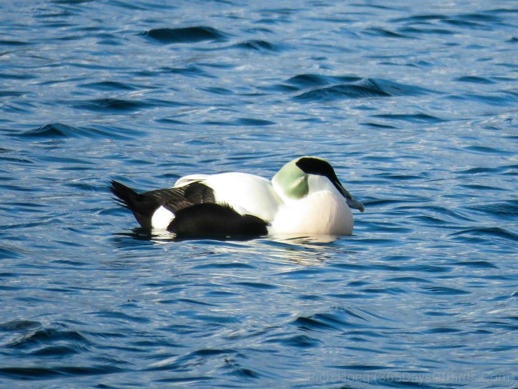 Commen-Eider-a1_wm