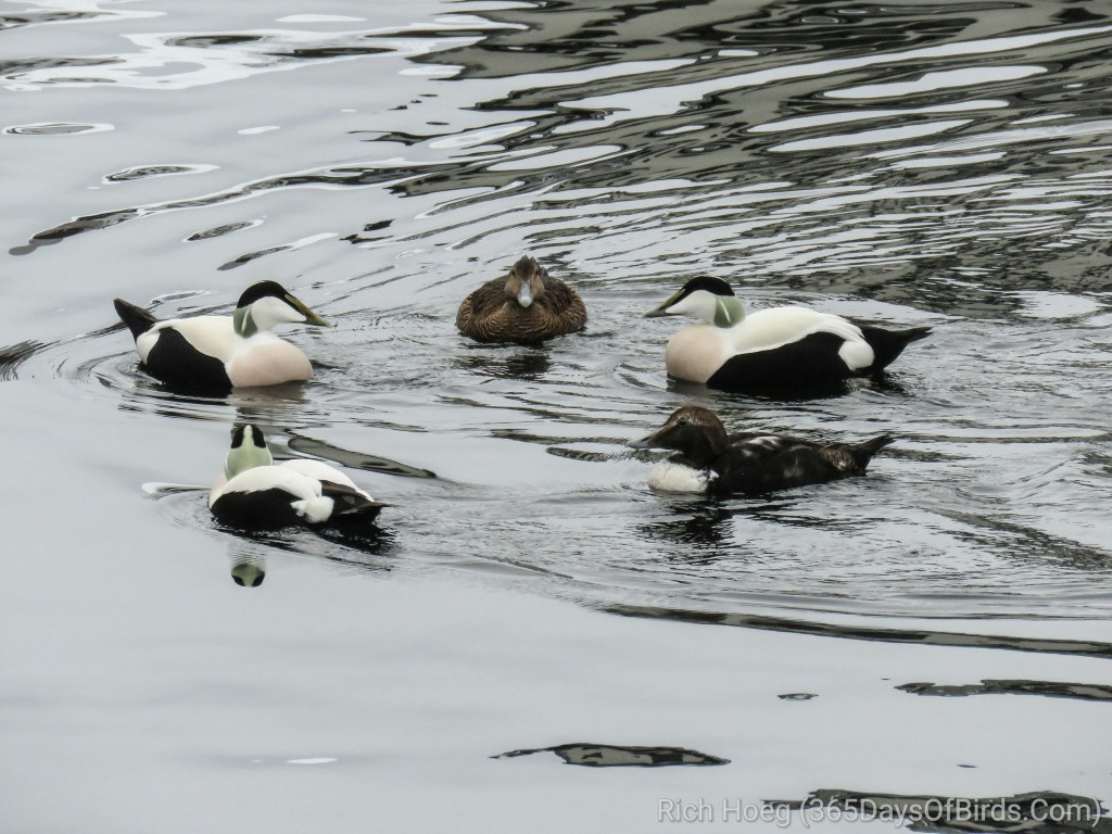 Common-Eider-1-Flock_wm