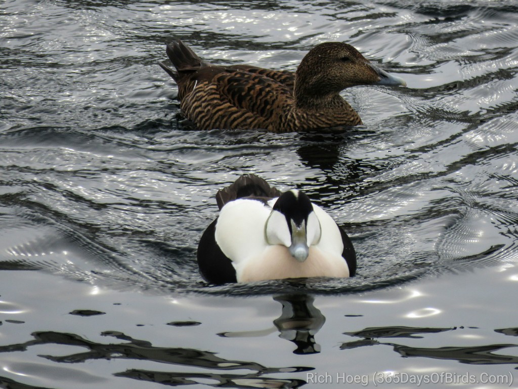 Common-Eider-2-Couple_wm