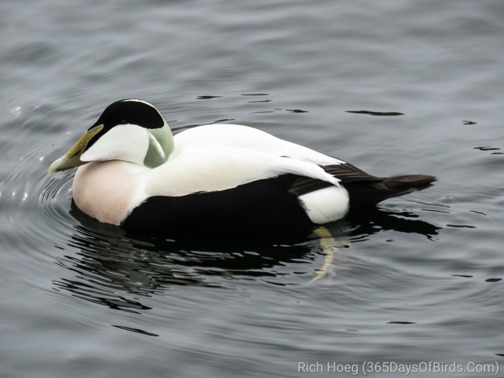 Common-Eider-3-Drake_wm