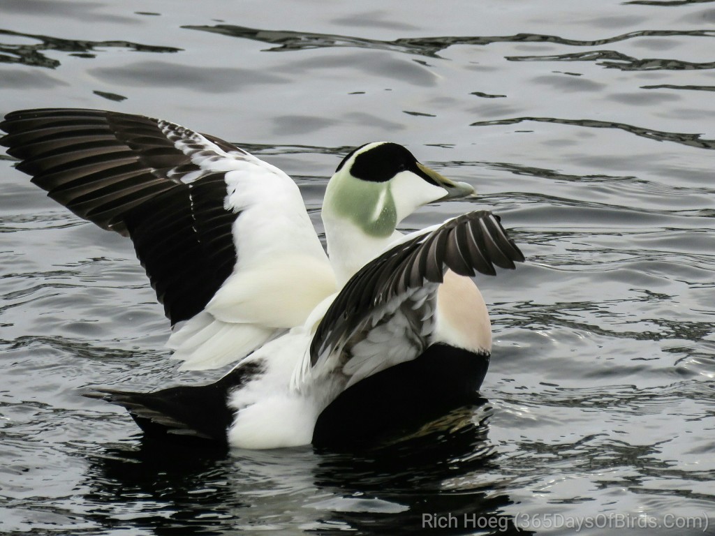 Common-Eider-5-Flapping_wm