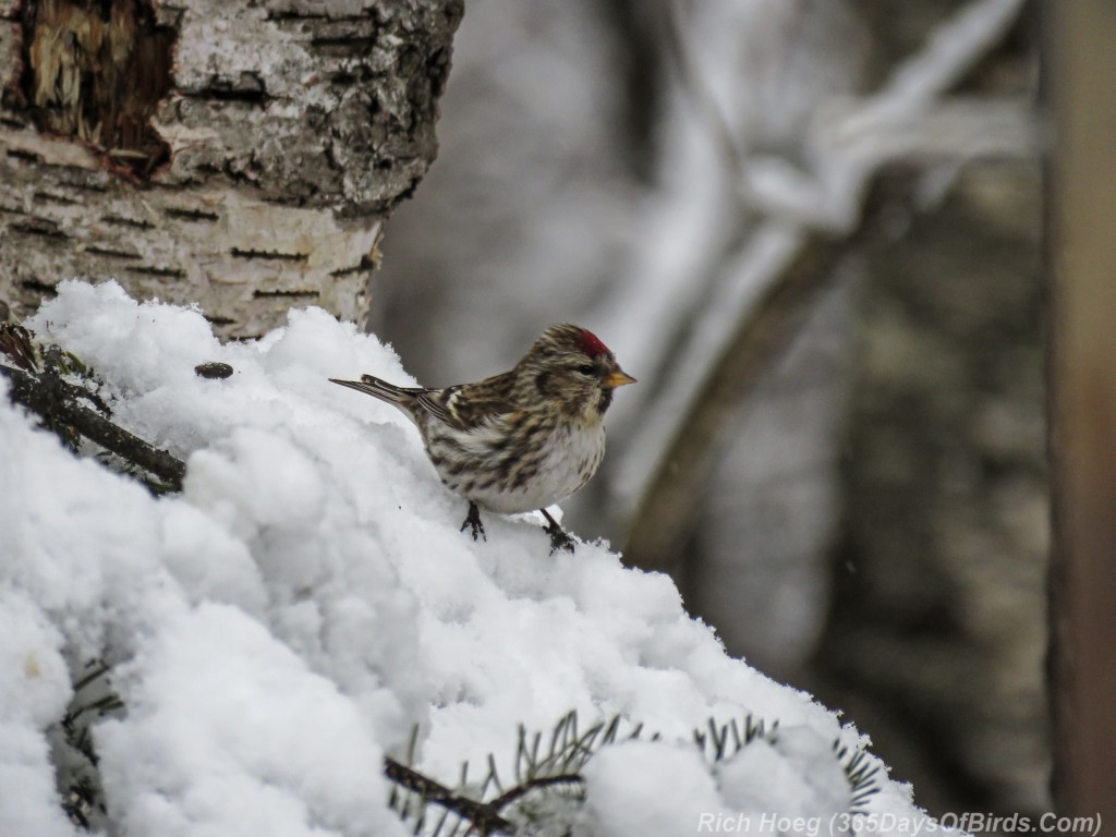 Common-Redpoll-Post-Storm