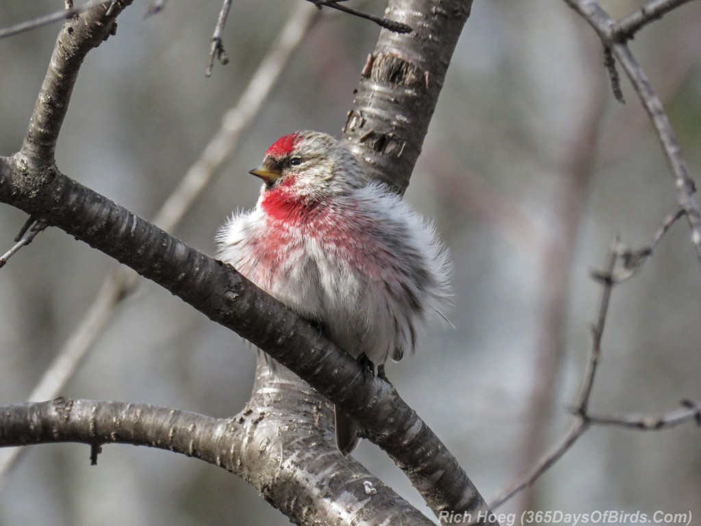 Y3-M03-Amity-Creek-Common-Redpoll-Invasion-1