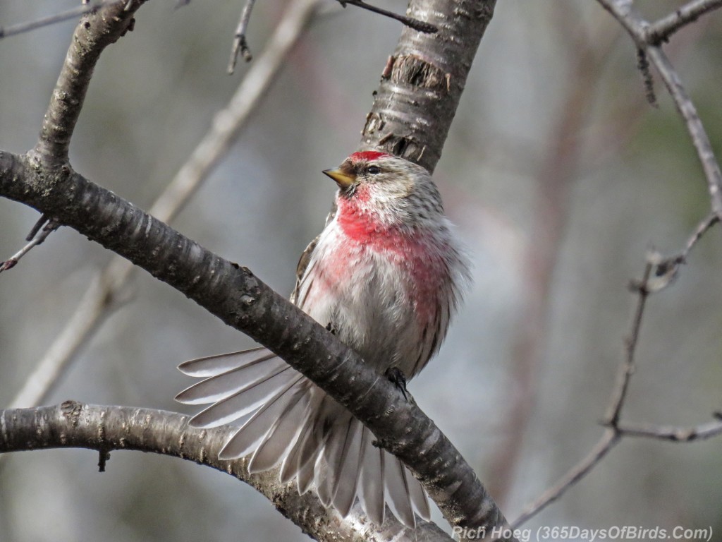 Y3-M03-Amity-Creek-Common-Redpoll-Invasion-3