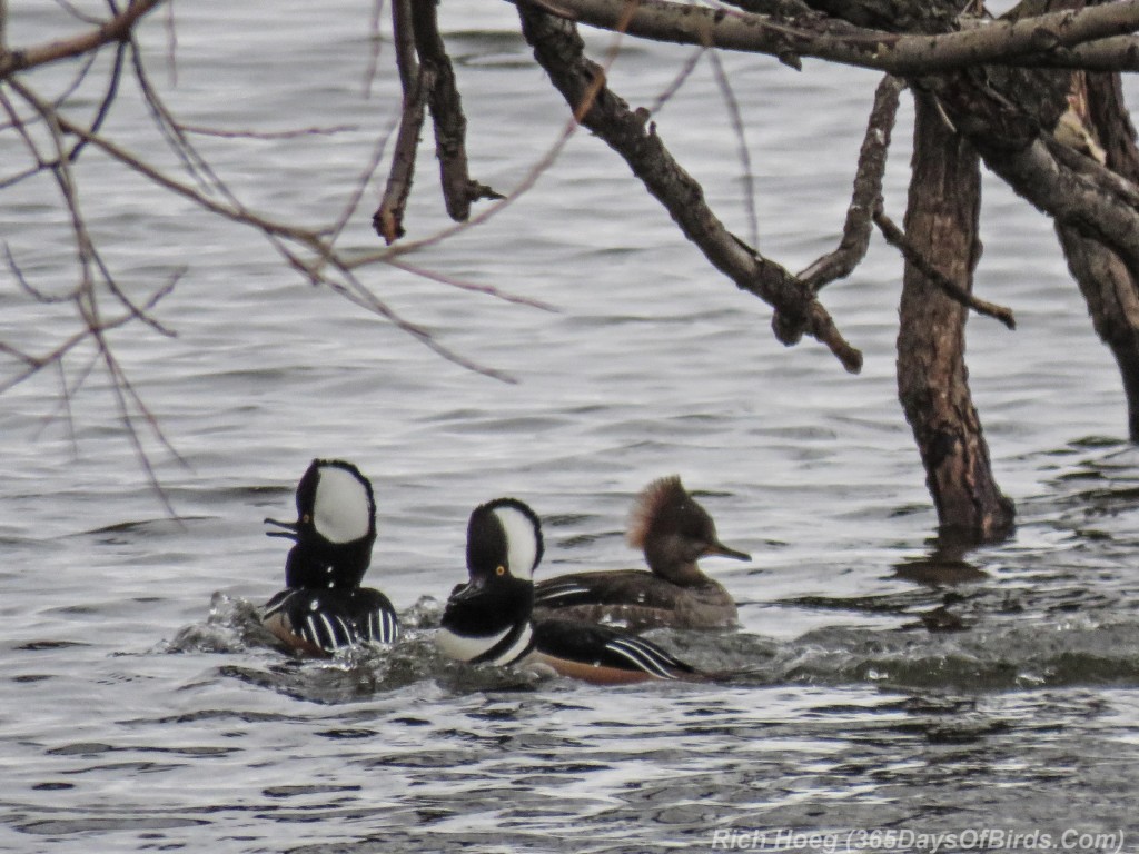 Y3-M03-Hooded-Merganser-Romance-1