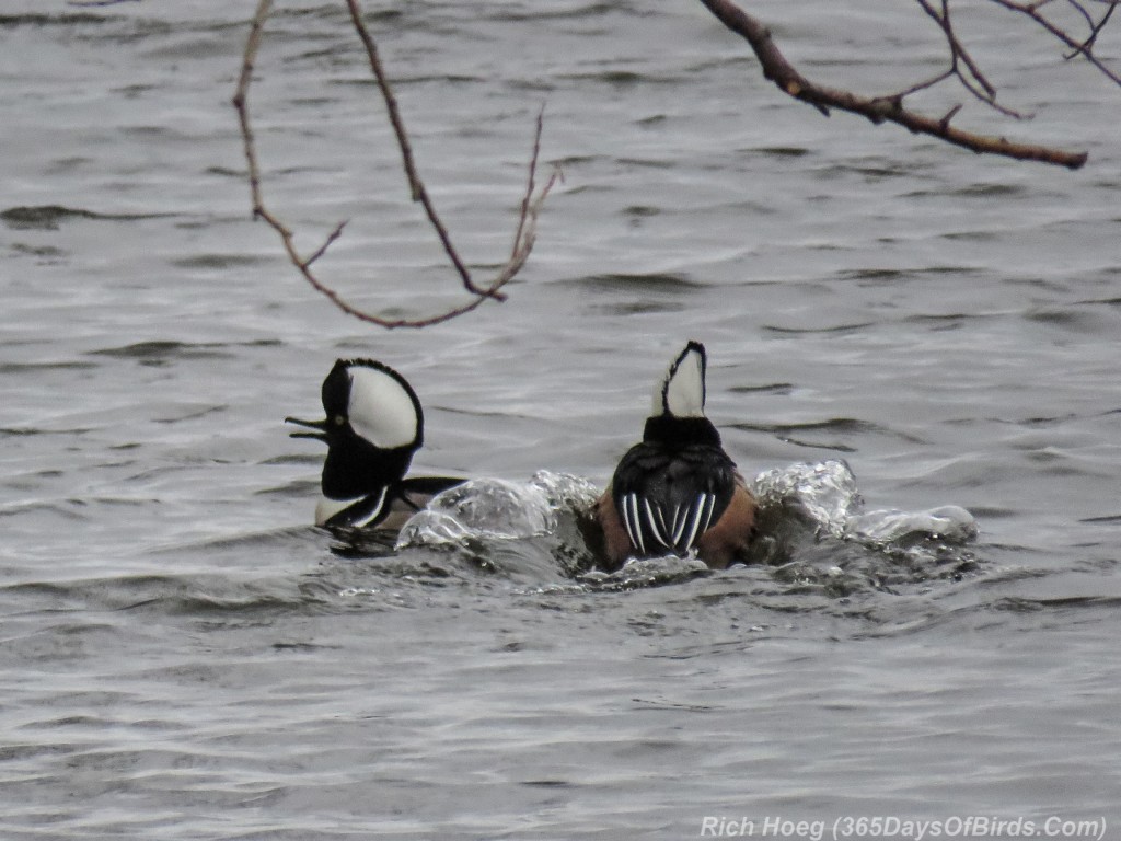 Y3-M03-Hooded-Merganser-Romance-2