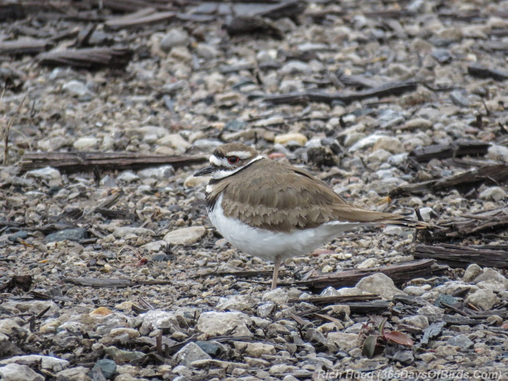 Y3-M03-Kildeer-March-1