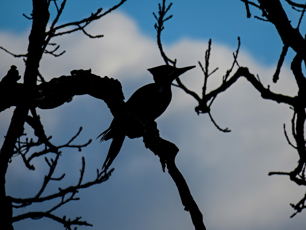 Y3-M03-Minnesota-National-Wildlife-Refuge-Pileated-Woodpecker-Silhouette