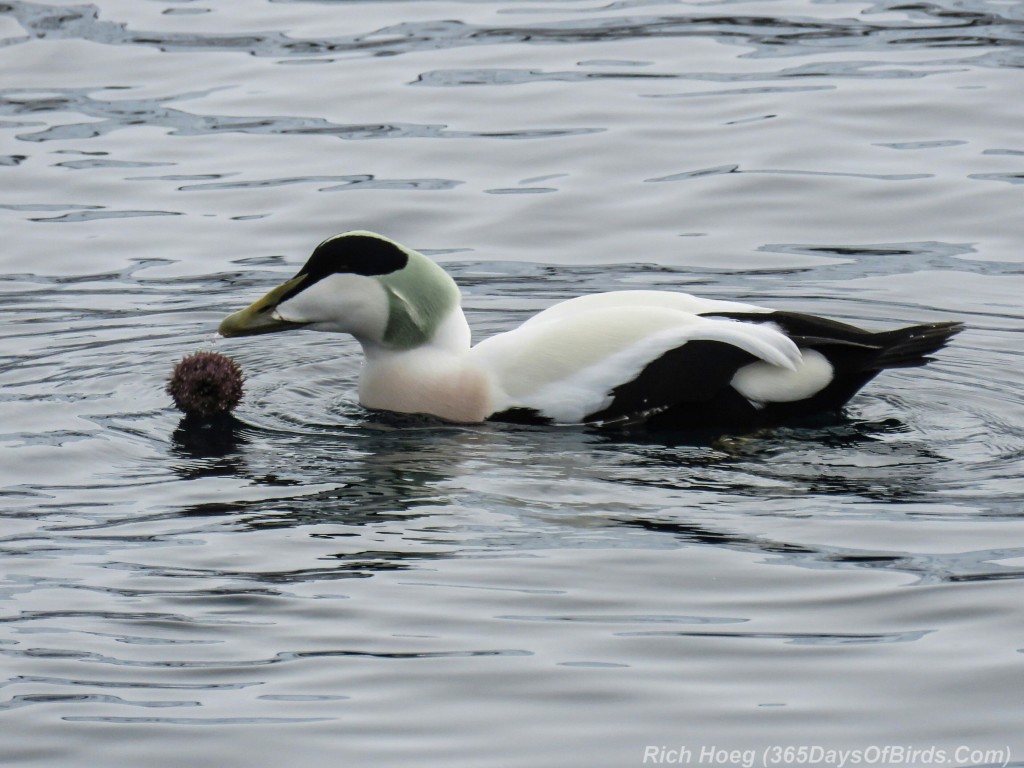 Y3-M03-Norway-Arctic-Birding-1-Common-Eider-Eating