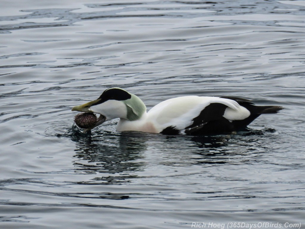 Y3-M03-Norway-Arctic-Birding-2-Common-Eider-Eating