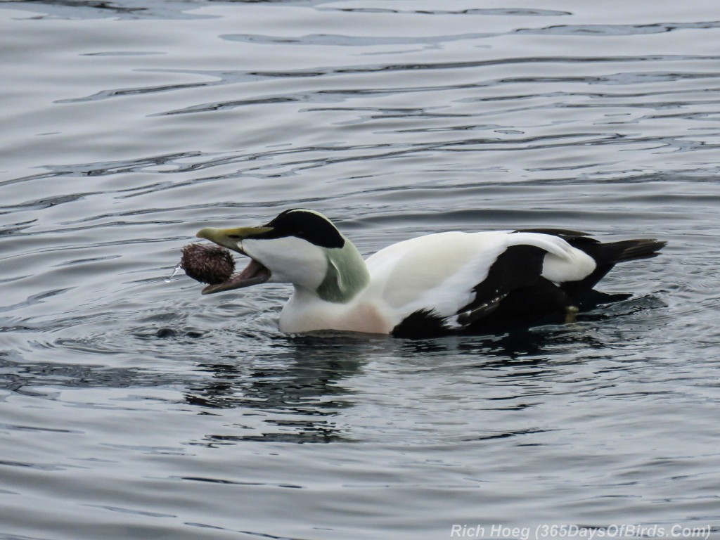 Y3-M03-Norway-Arctic-Birding-3-Common-Eider-Eating