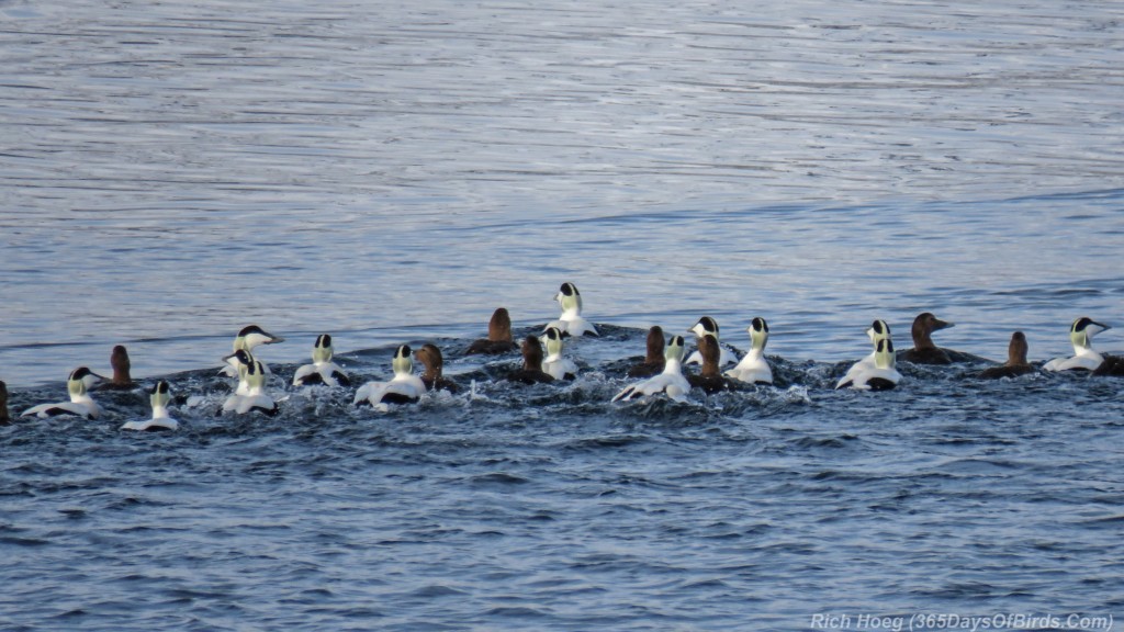 Y3-M03-Norway-Arctic-Birding-Common-Eiders-Flock-1