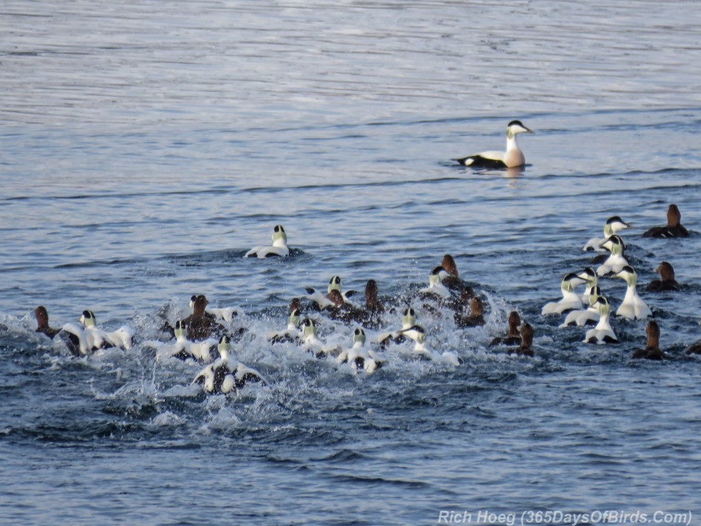 Y3-M03-Norway-Arctic-Birding-Common-Eiders-Flock-2