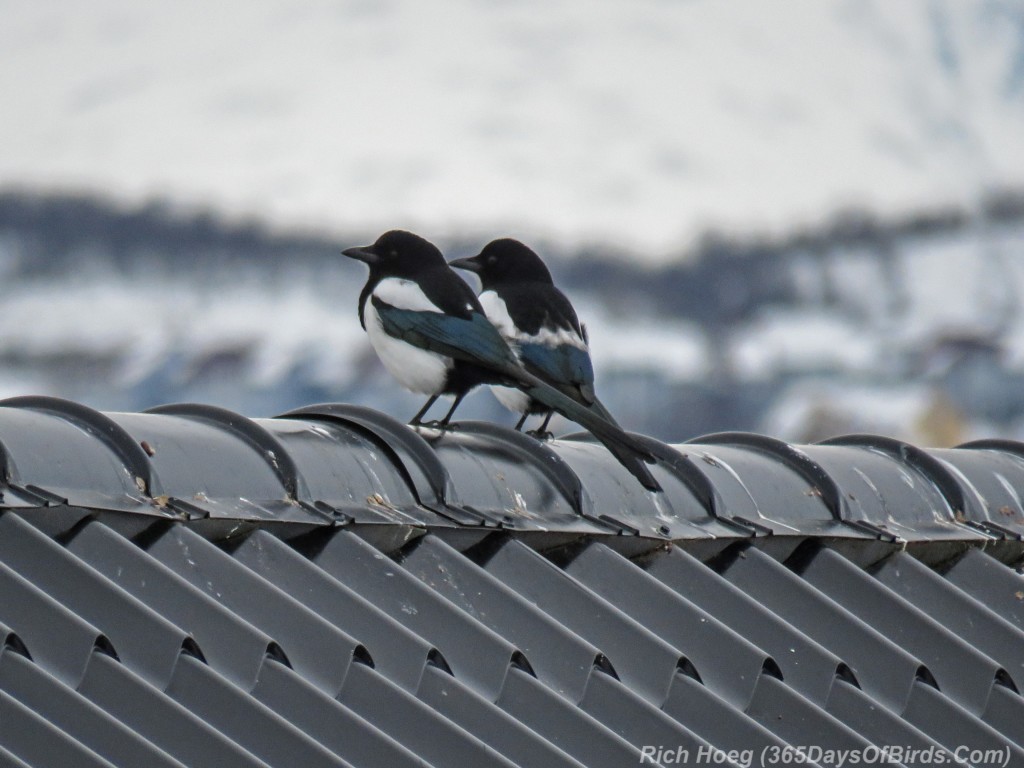 Y3-M03-Norway-Arctic-Birding-Common-Magpies