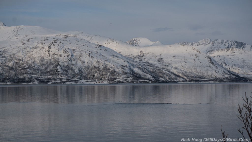 Y3-M03-Norway-Arctic-Birding-Vista-2