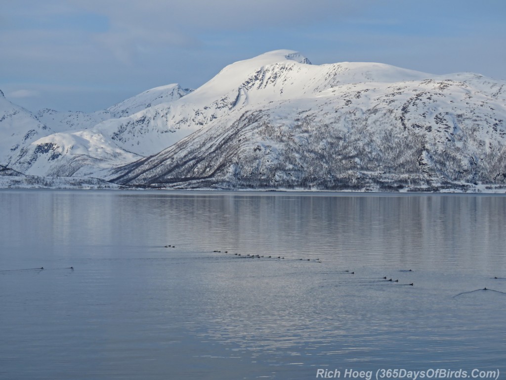 Y3-M03-Norway-Arctic-Birding-Vista-3