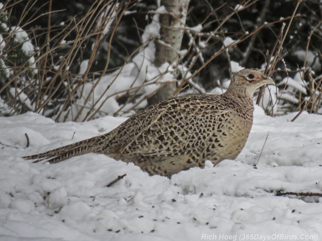 Y3-M03-Old-Vermilion-Ring-Necked-Pheasant-1