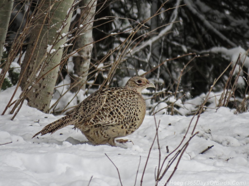 Y3-M03-Old-Vermilion-Ring-Necked-Pheasant-2