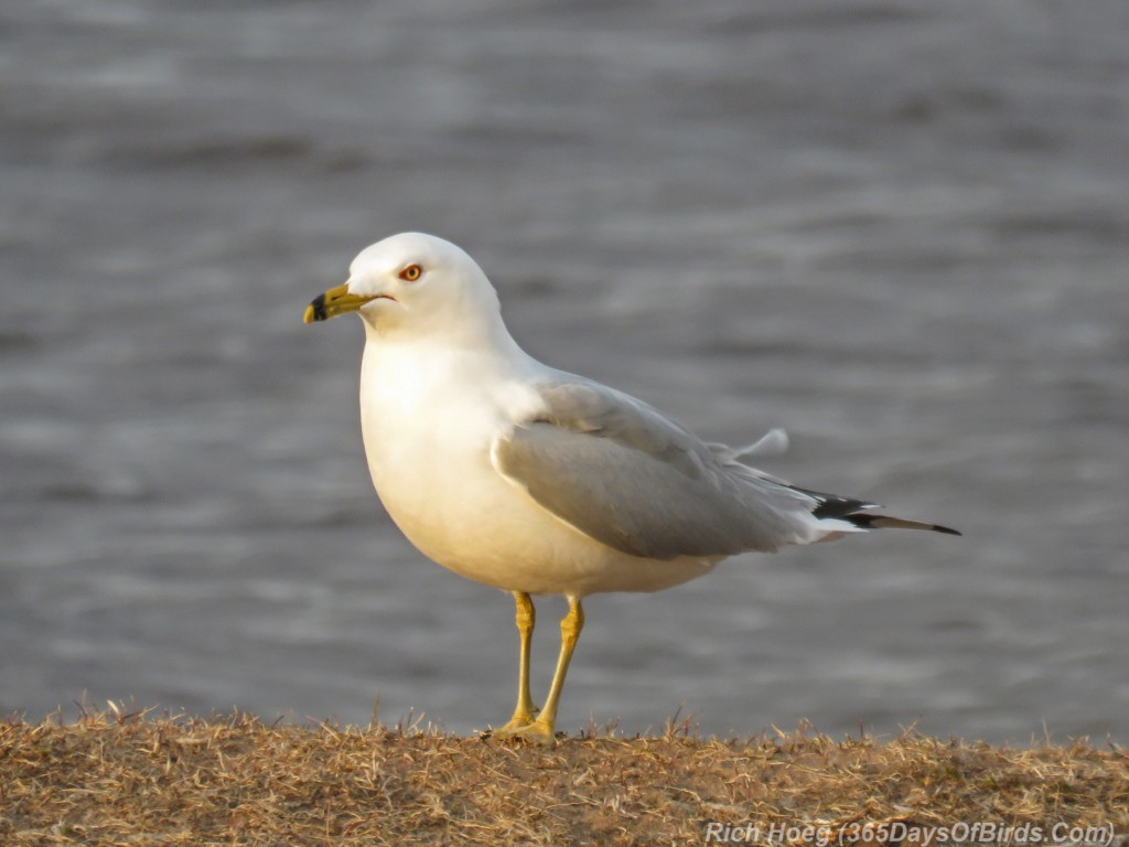 Y3-M03-Ring-Billed-Gull-1