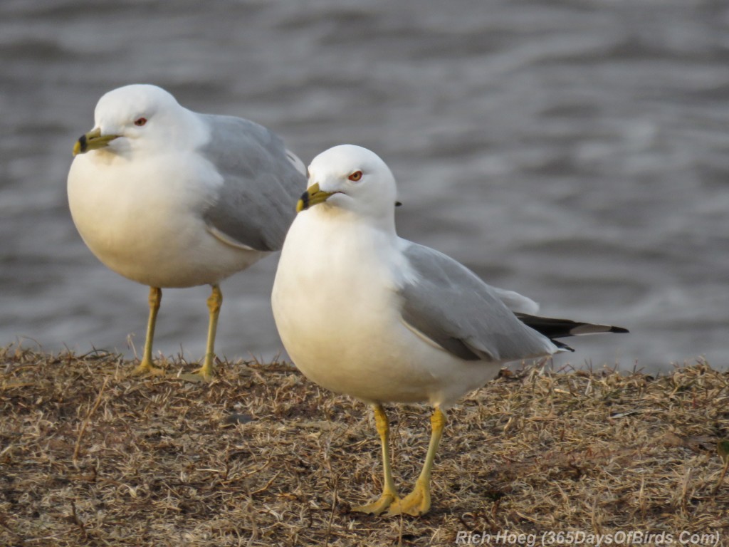 Y3-M03-Ring-Billed-Gull-2