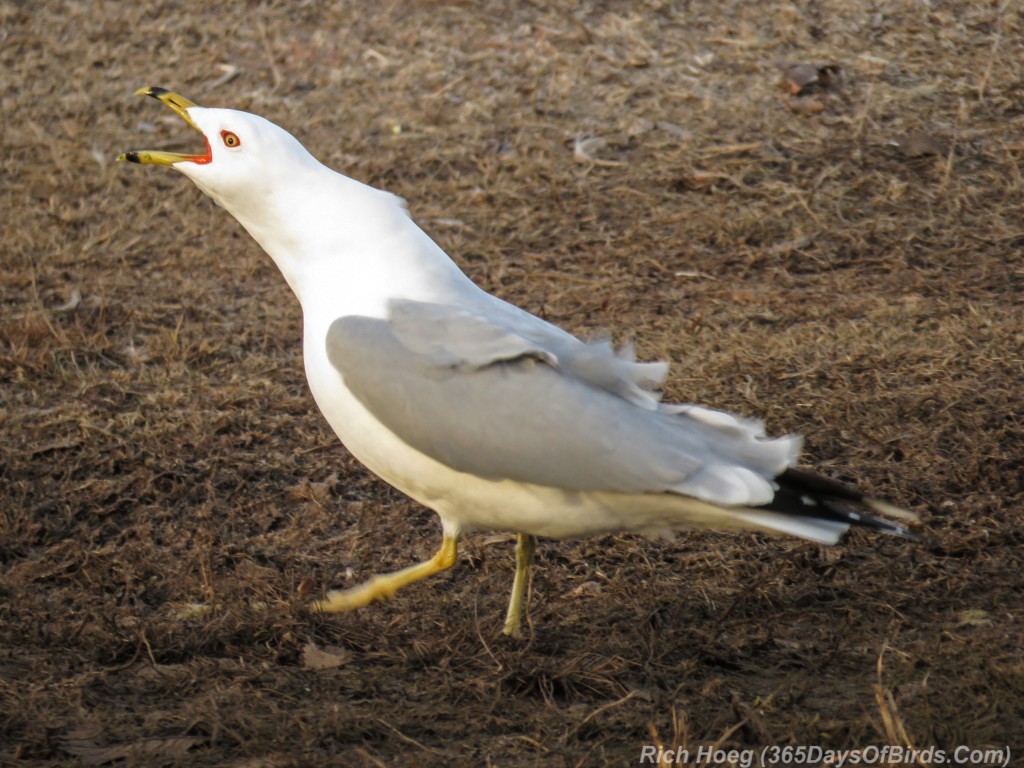 Y3-M03-Ring-Billed-Gull-3