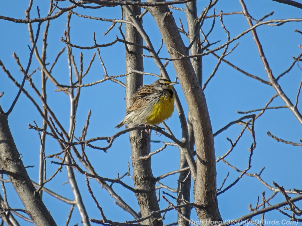 Y3-M03-Sherburne-National-Wildlife-Refuge-Meadow-Lark-1