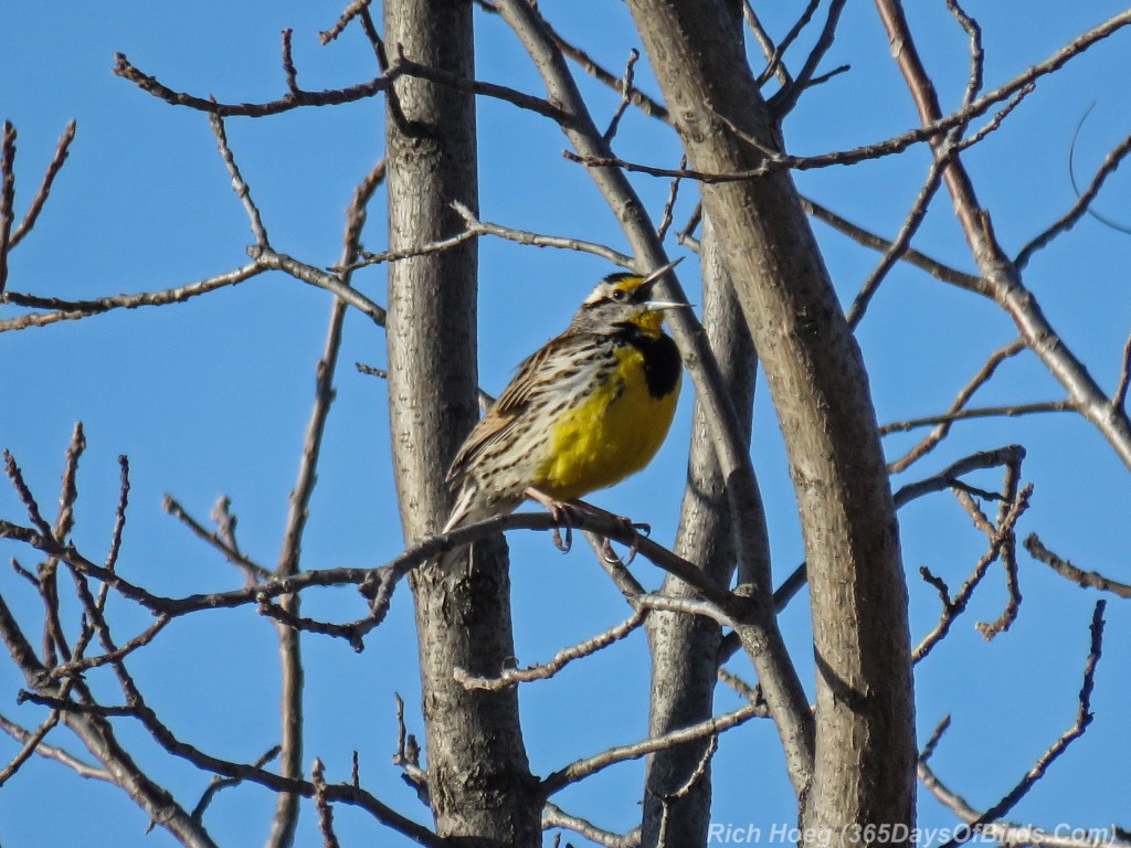 Y3-M03-Sherburne-National-Wildlife-Refuge-Meadow-Lark-3