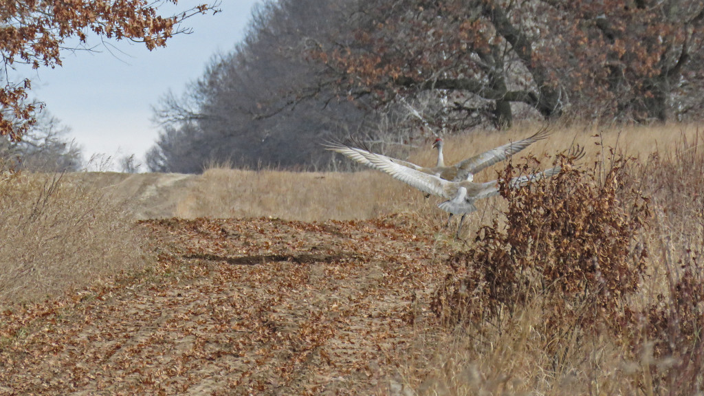 Y3-M03-Sherburne-National-Wildlife-Refuge-Sandhill-Cranes-1