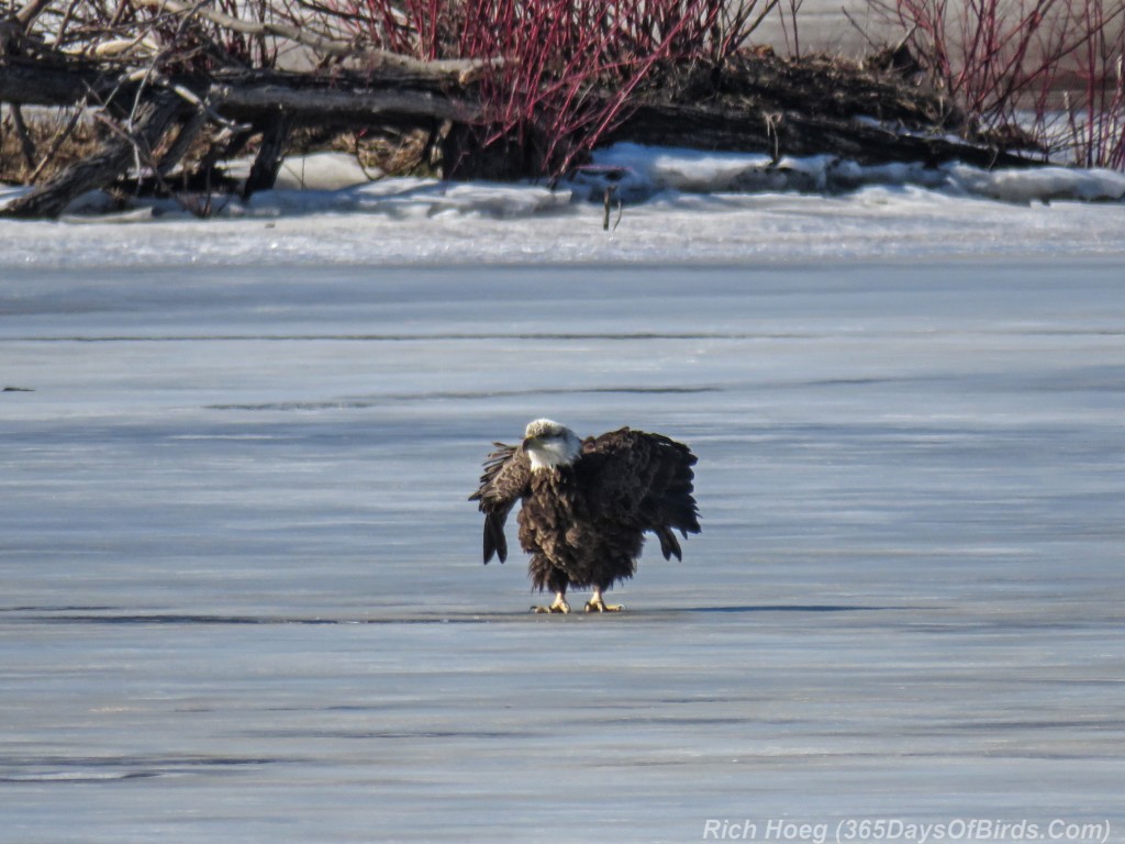 Y3-M03-Signs-Of-Spring-Bald-Eagle-Adult-1