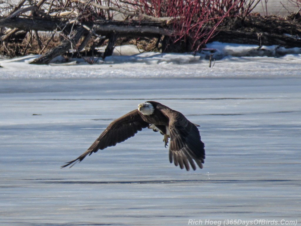 Y3-M03-Signs-Of-Spring-Bald-Eagle-Adult-2