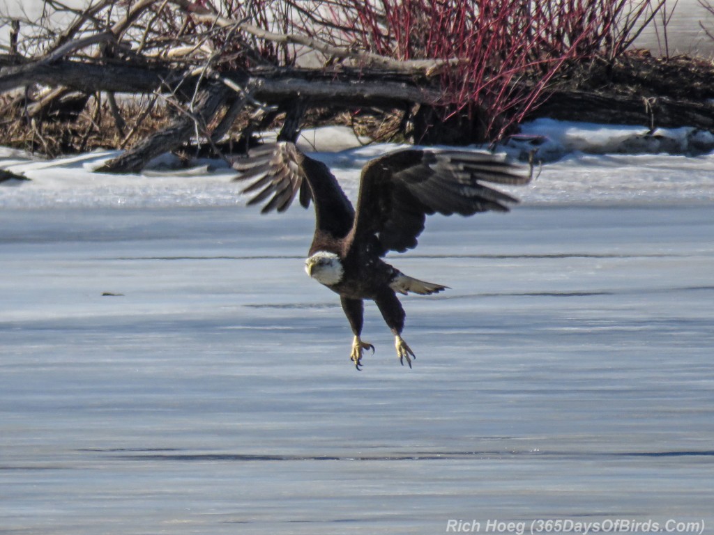 Y3-M03-Signs-Of-Spring-Bald-Eagle-Adult-3