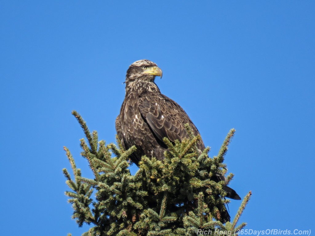 Y3-M03-Signs-Of-Spring-Bald-Eagle-Immature-1