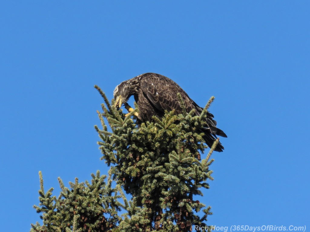 Y3-M03-Signs-Of-Spring-Bald-Eagle-Immature-2