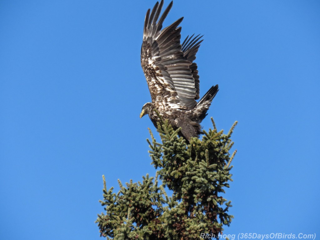 Y3-M03-Signs-Of-Spring-Bald-Eagle-Immature-3