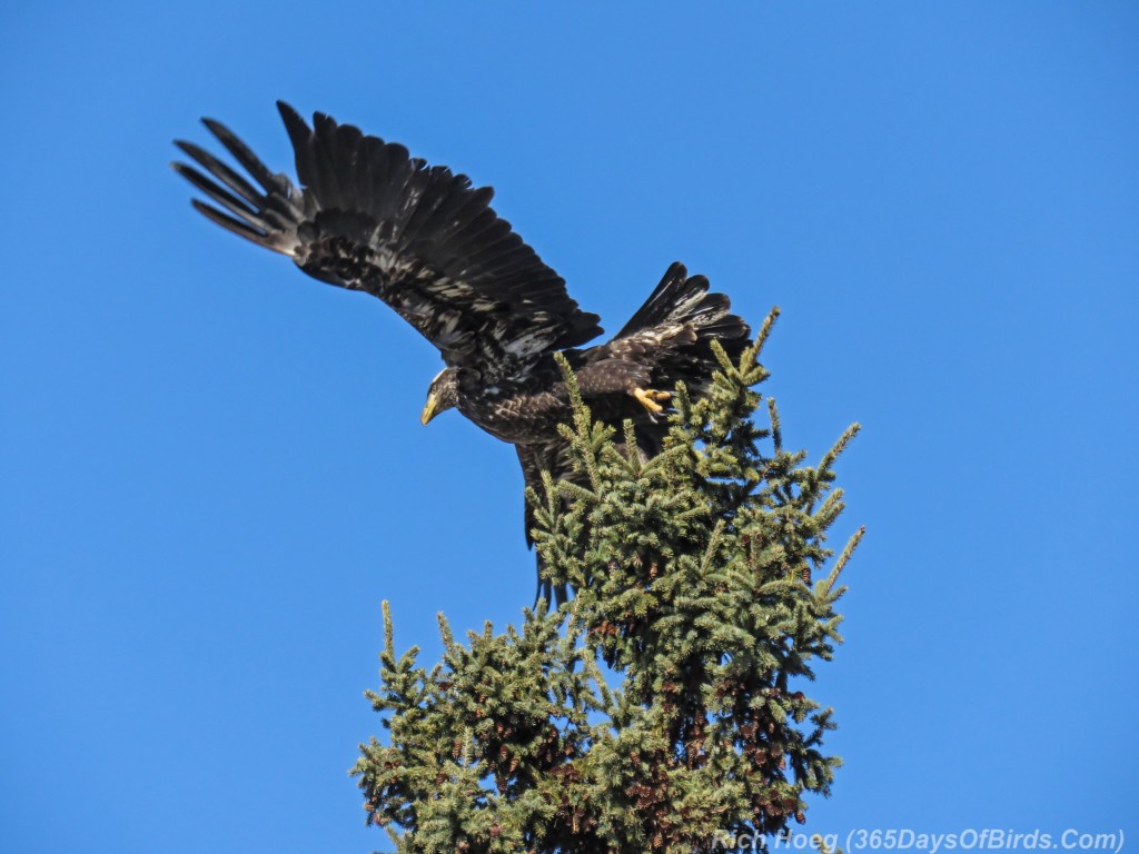Y3-M03-Signs-Of-Spring-Bald-Eagle-Immature-4