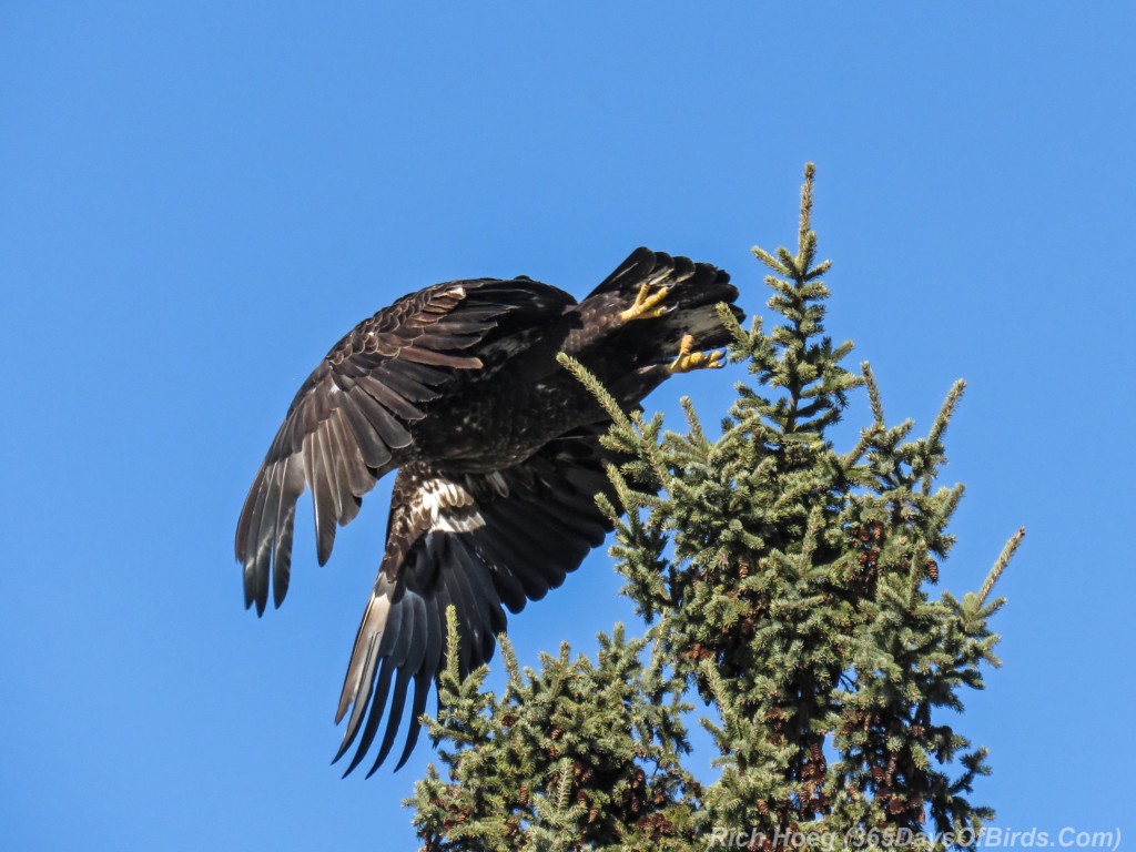 Y3-M03-Signs-Of-Spring-Bald-Eagle-Immature-5