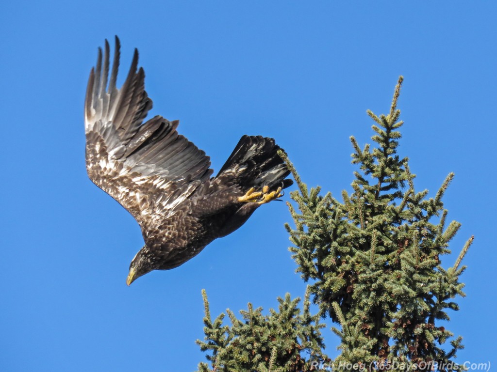 Y3-M03-Signs-Of-Spring-Bald-Eagle-Immature-6