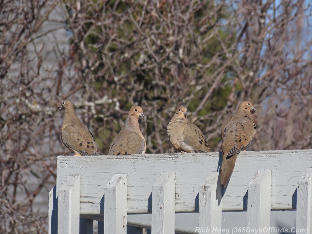 Y3-M03-Signs-Of-Spring-Mourning-Doves-1