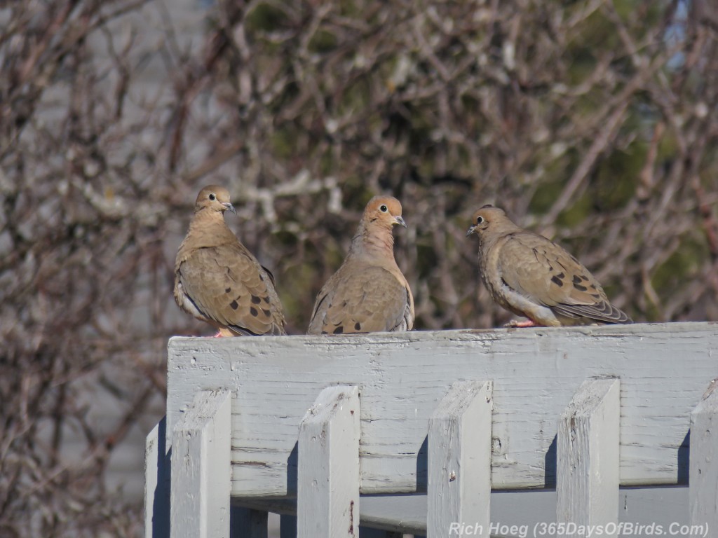 Y3-M03-Signs-Of-Spring-Mourning-Doves-2
