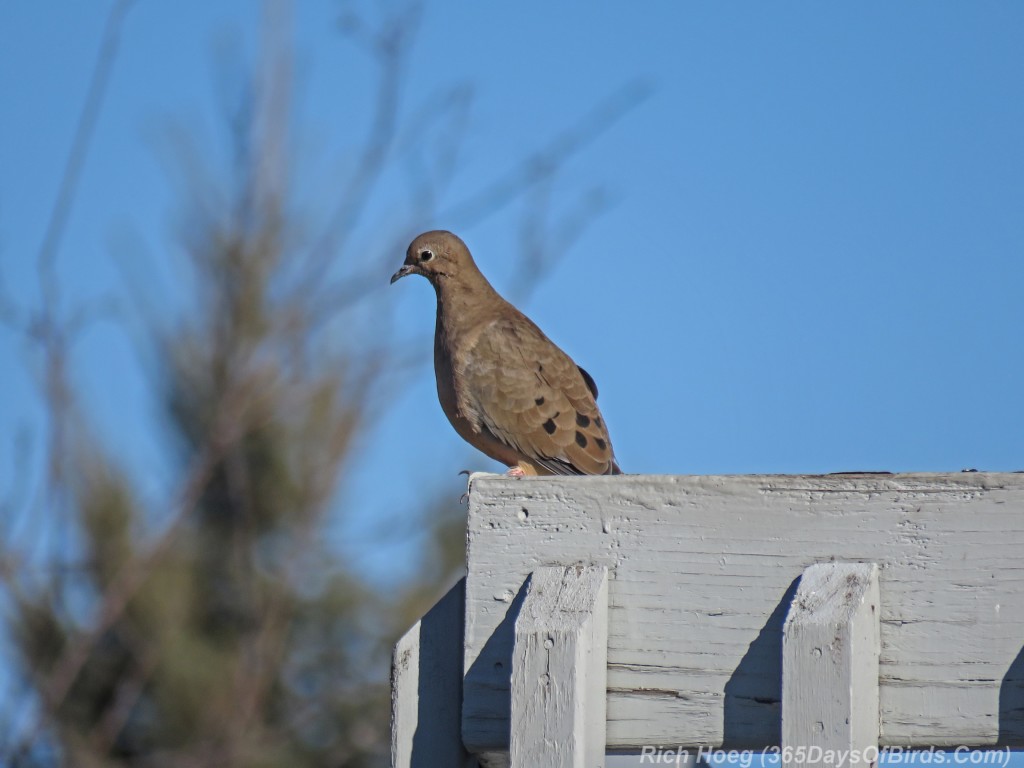 Y3-M03-Signs-Of-Spring-Mourning-Doves-3
