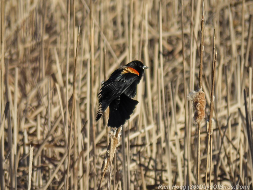 Y3-M03-Signs-Of-Spring-Red-Winged-Blackbird
