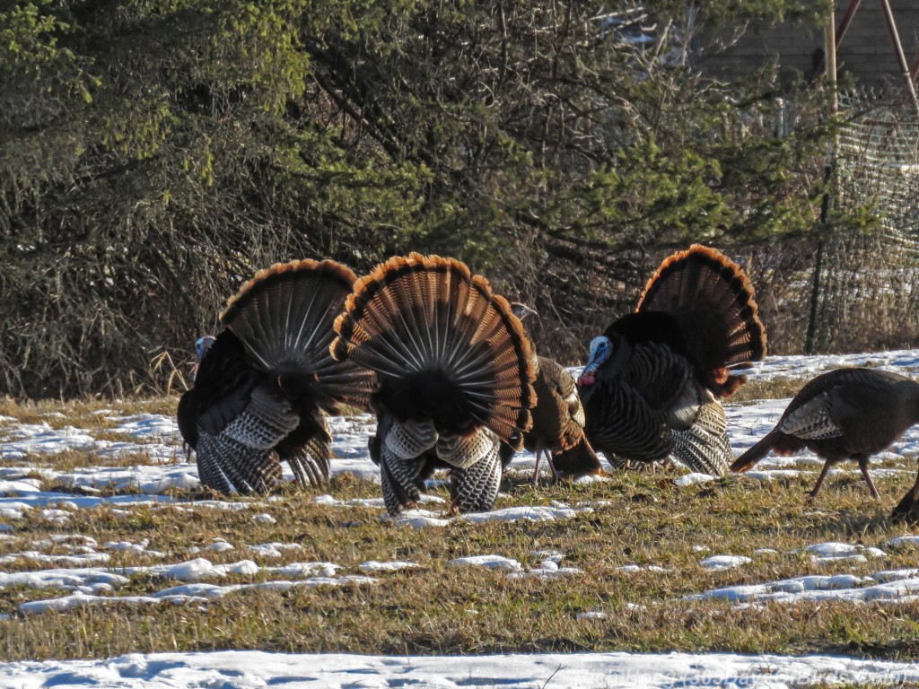 Y3-M03-Turkey-Courting-Saz-Zim-Bog-01