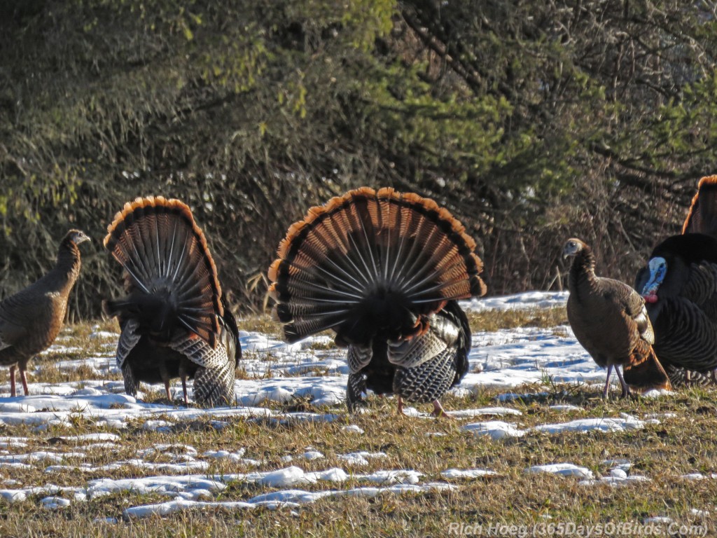 Y3-M03-Turkey-Courting-Saz-Zim-Bog-02