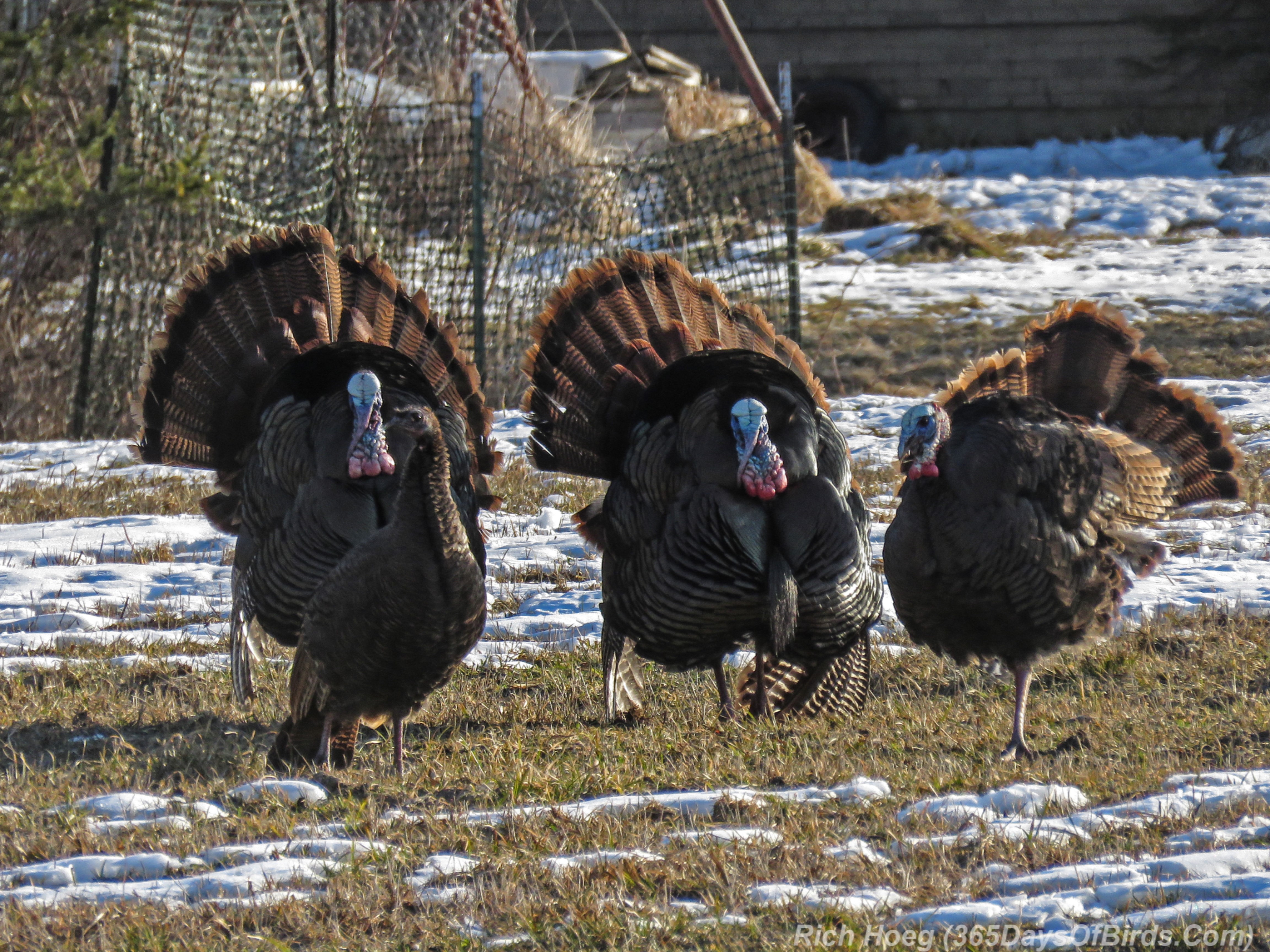 Turkeys Gone A Courting Video 365 Days Of Birds